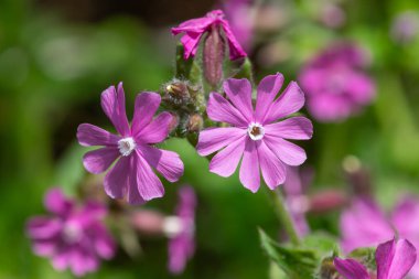 Çiçek açan kırmızı campiona (silen dioica) yakın plan