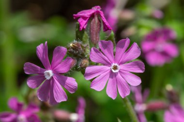 Çiçek açan kırmızı campiona (silen dioica) yakın plan