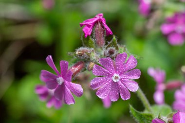 Çiçek açan kırmızı campiona (silen dioica) yakın plan