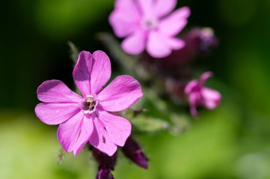 Kırmızı campion (silen dioica) çiçeklerinin makro görüntüsü