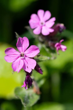 Kırmızı campion (silen dioica) çiçeklerinin makro görüntüsü