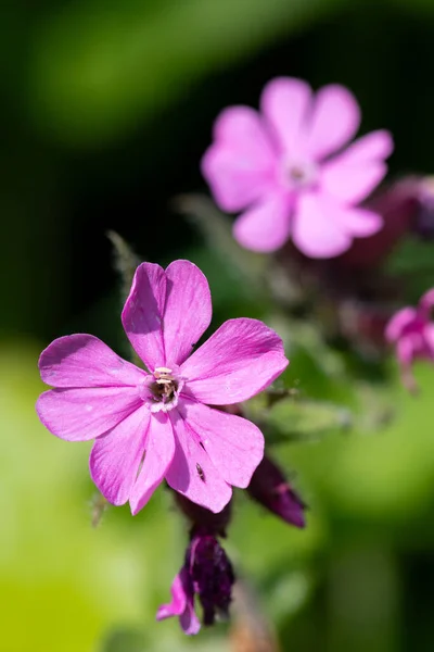 Macro Shot Van Rode Campion Silene Dioica Bloemen Bloei — Stockfoto