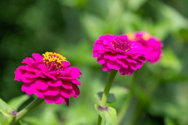 Close up of pink common zinnia (zinnia elegans) flowers 