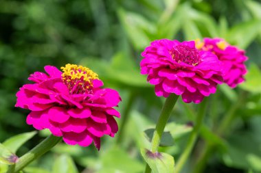 Close up of pink common zinnia (zinnia elegans) flowers 