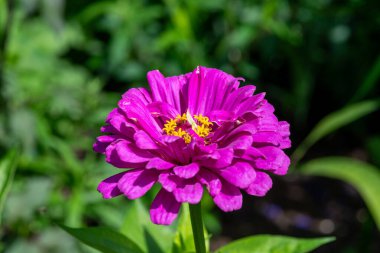 Close up of a pink common zinnia (zinnia elegans) flower