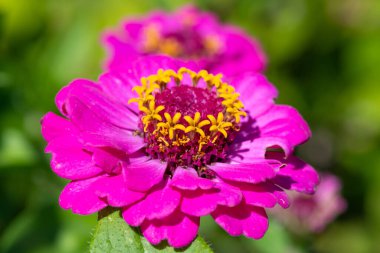 Close up of a pink common zinnia (zinnia elegans) flower