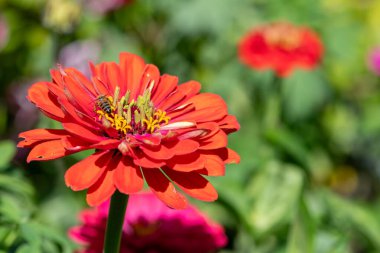 Close up of a red common zinnia (zinnia elegans) flower