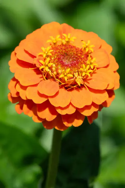 Primer Plano Una Flor Zinnia Común Naranja Zinnia Elegans — Foto de Stock