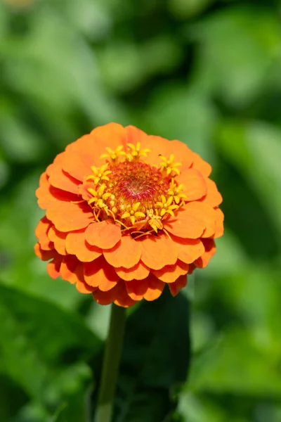 オレンジ色一般的なジンニア ジンニア エレゲンス の花の閉鎖 — ストック写真