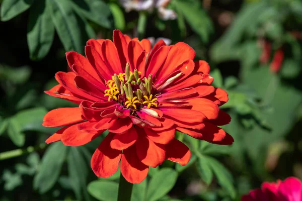 Close up of a red common zinnia (zinnia elegans) flower