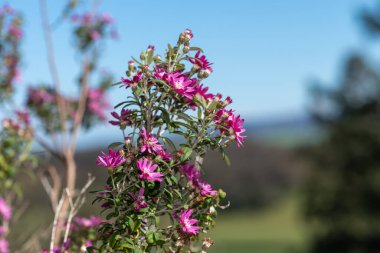 Pembe alp papatyası çalılarına (olearia phlogogappa) çiçek açın