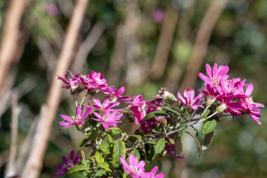 Pembe alp papatyası çalılarına (olearia phlogogappa) çiçek açın