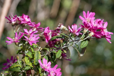 Pembe alp papatyası çalılarına (olearia phlogogappa) çiçek açın