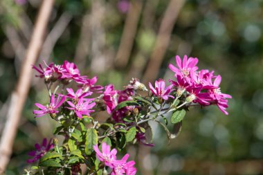 Pembe alp papatyası çalılarına (olearia phlogogappa) çiçek açın