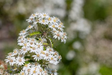 Kar papatyasındaki çiçekleri kapat (olearia lirata)