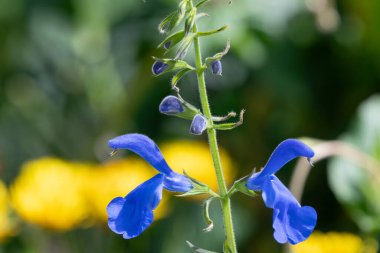 Gentian adaçayına (salvia patens) çiçek açarken yakın plan