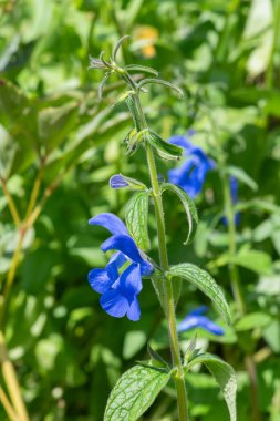 Gentian adaçayına (salvia patens) çiçek açarken yakın plan