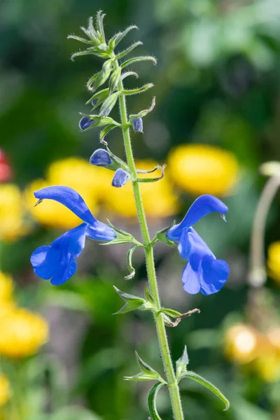 Цветение Гентианских Соцветий Salvia Patens — стоковое фото