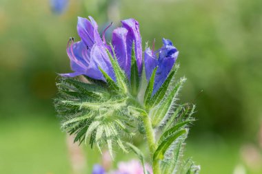 Çiçek açan engereklerin makro görüntüsü (echium vulgare)