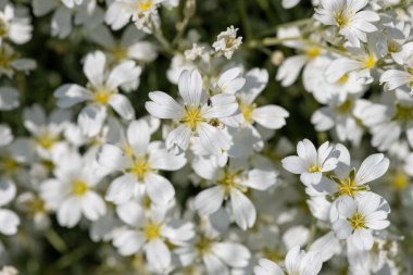 Yazın kar (serastium tomentosum) çiçeklerinin açtığı yeri kapat