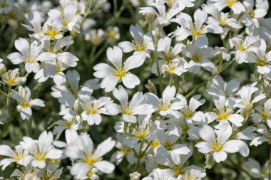 Yazın kar (serastium tomentosum) çiçeklerinin açtığı yeri kapat