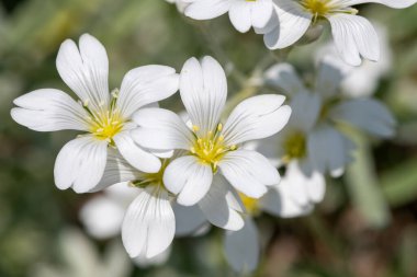 Yazın kar (serastium tomentosum) çiçeklerinin açtığı yeri kapat