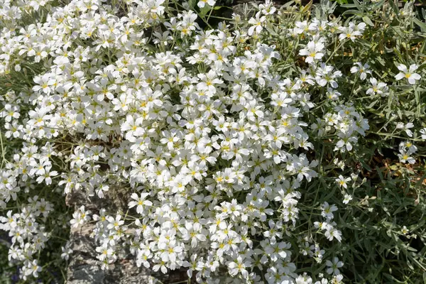 Close Neve Verão Cerastium Tomentosum Flores Flor — Fotografia de Stock