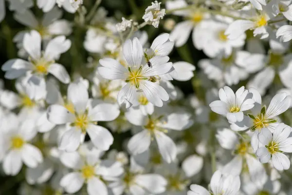 夏の雪 セルビアトマントゥム の花が咲きました — ストック写真