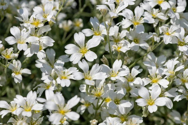 Close Snow Summer Cerastium Tomentosum Flowers Bloom Stock Picture