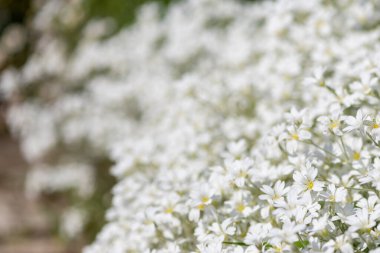 Yazın kar (serastium tomentosum) çiçeklerinin açtığı yeri kapat