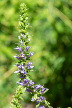 Çiçekler açan büyük mavi lobelia (lobelia siphilitica) çiçeklerini kapat