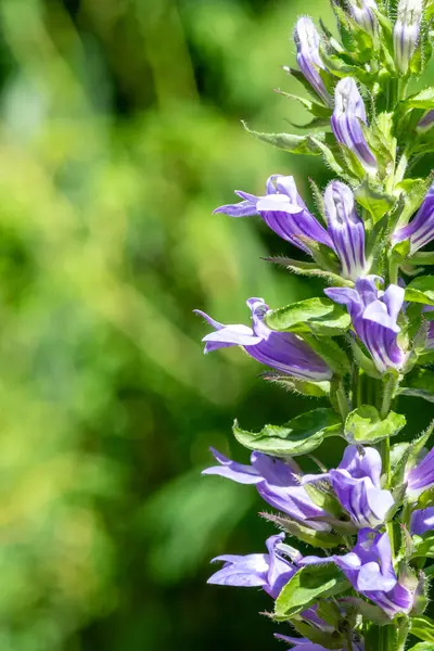 Çiçekler açan büyük mavi lobelia (lobelia siphilitica) çiçeklerini kapat