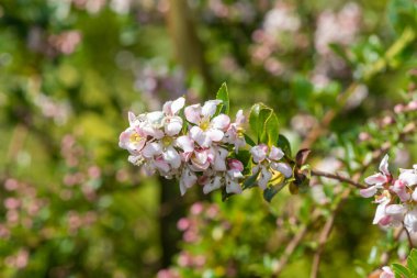 Çiçek açmış pembe ve beyaz escallonia Langleyensis çiçeklerine yakın.