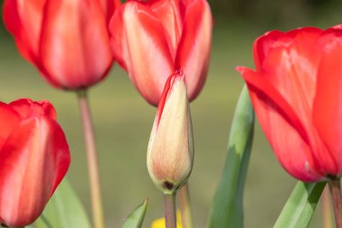 Çiçek açan kırmızı bahçe lalelerine (tulipa gesneriana) yakın plan