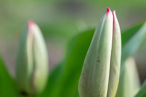 Gros Plan Une Tulipe Jardin Rouge Tulipa Gesneriana Émergeant Fleur — Photo