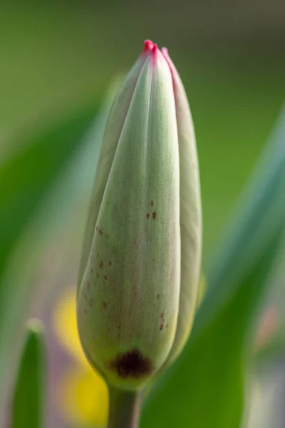 Close Van Een Rode Tuin Tulp Tulipa Gesneriana Opkomend Bloei — Stockfoto