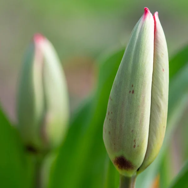 Close Uma Tulipa Jardim Vermelho Tulipa Gesneriana Emergindo Flor — Fotografia de Stock