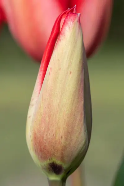 Zbliżenie Czerwonego Tulipana Ogrodowego Tulipa Gesneriana Wyłaniającego Się Kwiecie — Zdjęcie stockowe