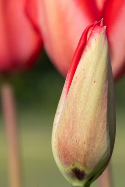 Close Red Garden Tulip Tulipa Gesneriana Emerging Bloom — Stock Photo, Image