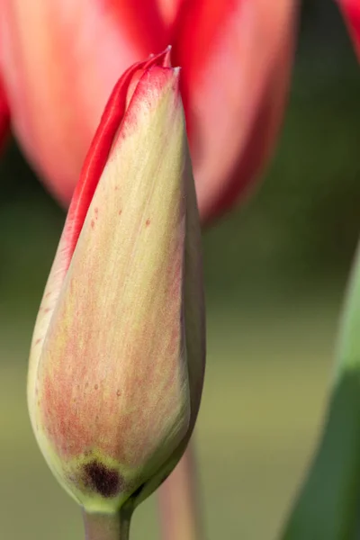 Close Red Garden Tulip Tulipa Gesneriana Emerging Bloom — Stock Photo, Image