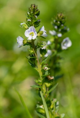 Timelef hız limitinin makro görüntüsü (veronica serpillifolia) çiçek açmış