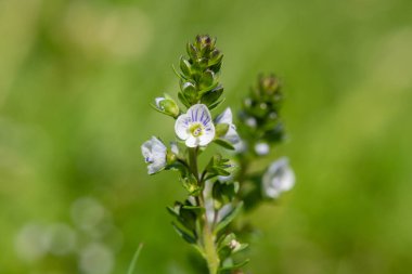 Timelef hız limitinin makro görüntüsü (veronica serpillifolia) çiçek açmış