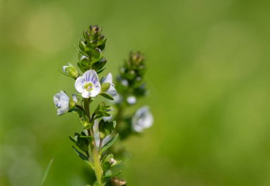 Timelef hız limitinin makro görüntüsü (veronica serpillifolia) çiçek açmış