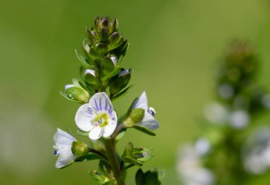 Timelef hız limitinin makro görüntüsü (veronica serpillifolia) çiçek açmış