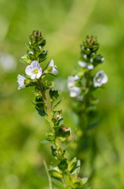 Timelef hız limitinin makro görüntüsü (veronica serpillifolia) çiçek açmış