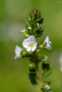 Timelef hız limitinin makro görüntüsü (veronica serpillifolia) çiçek açmış