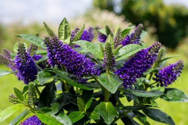 Close up of purple hebe flowers in bloom clipart