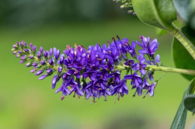 Çiçek açmış mor bir hebe çiçeğine yaklaş