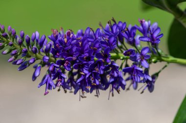 Çiçek açmış mor bir hebe çiçeğine yaklaş