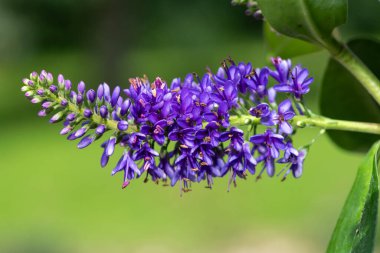 Çiçek açmış mor bir hebe çiçeğine yaklaş